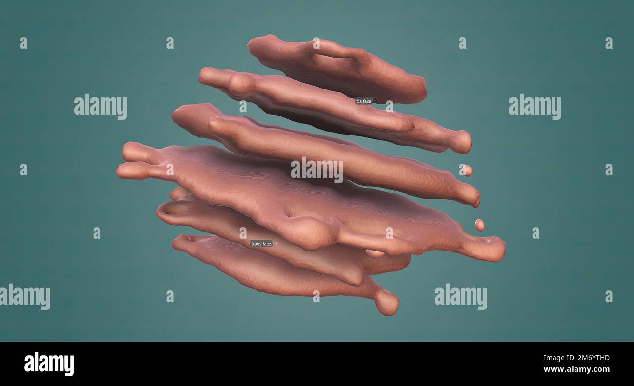 The Golgi apparatus is responsible for transporting, modifying, and ... Biology Diagrams
