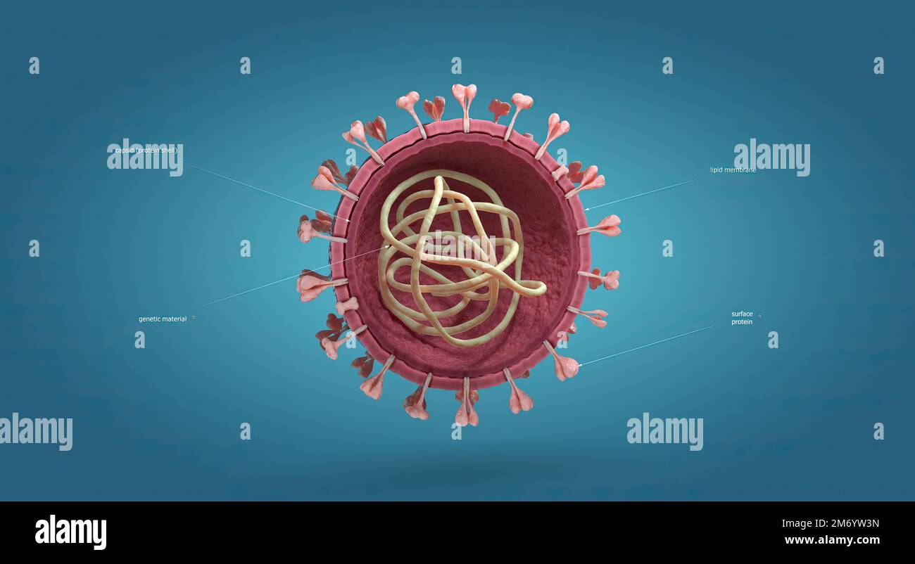 Influenza is a single-stranded RNA virus in the Orthomyxoviridae family. 3D illustration Stock Photo