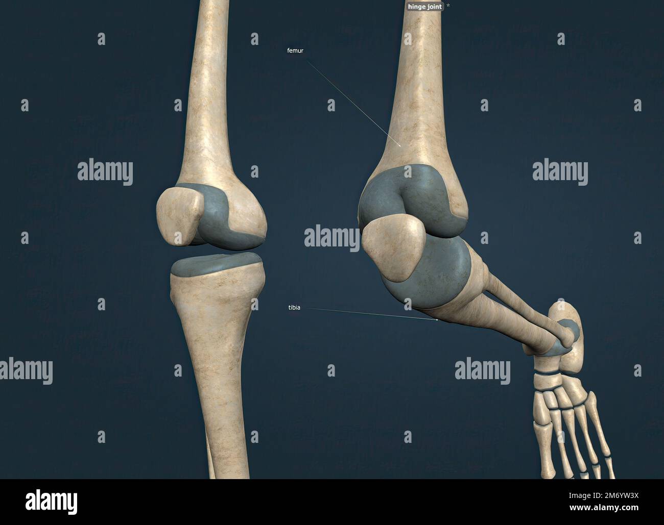 Synovial joint cavity hires stock photography and images Alamy