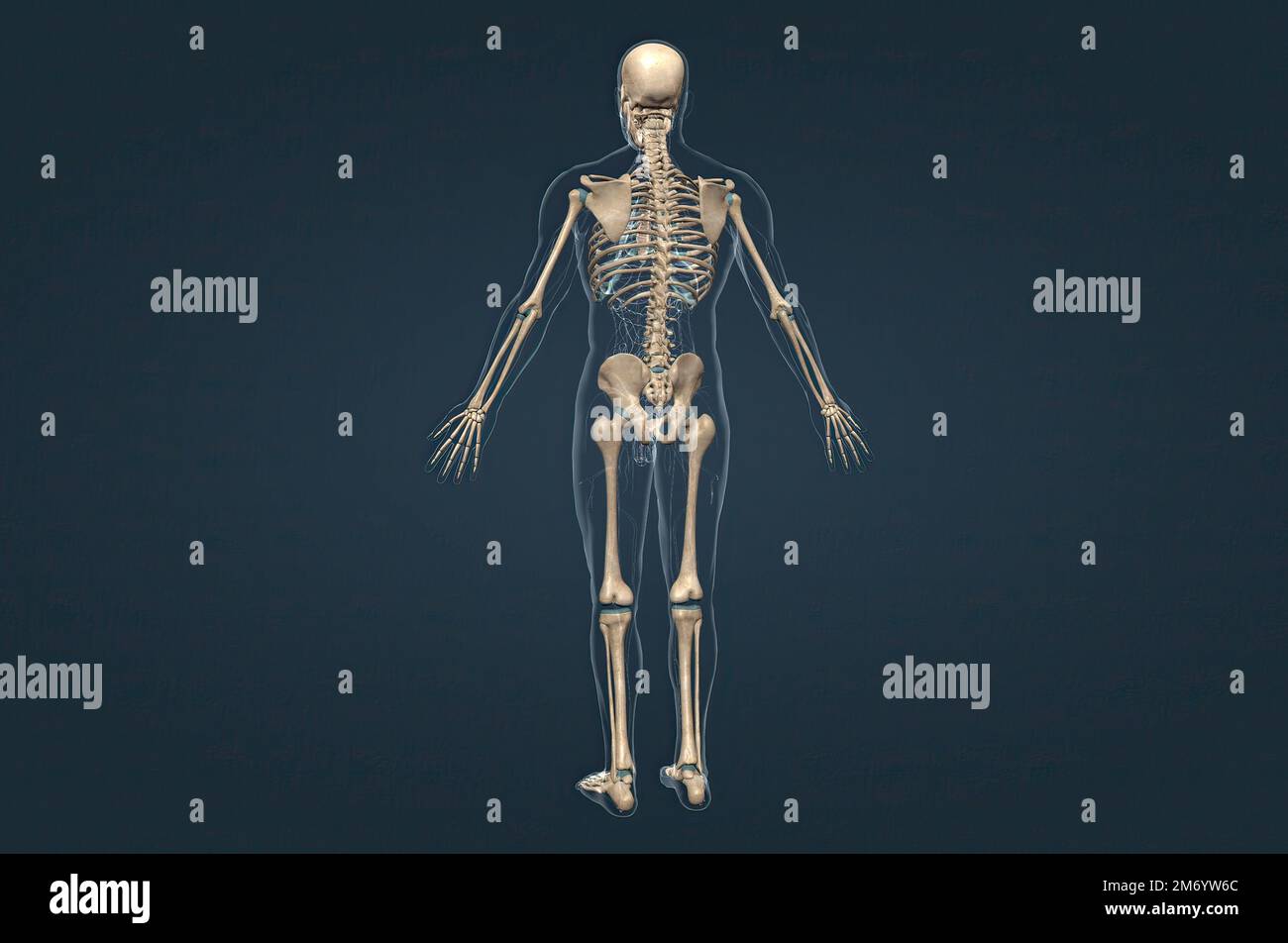 Types human bones hi-res stock photography and images - Alamy