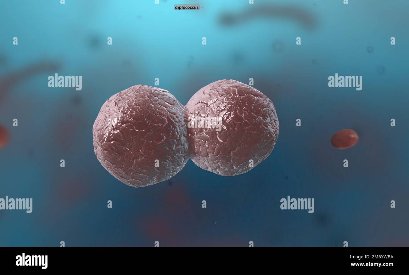 Bacteria are divided into three classes according to their shape cocci