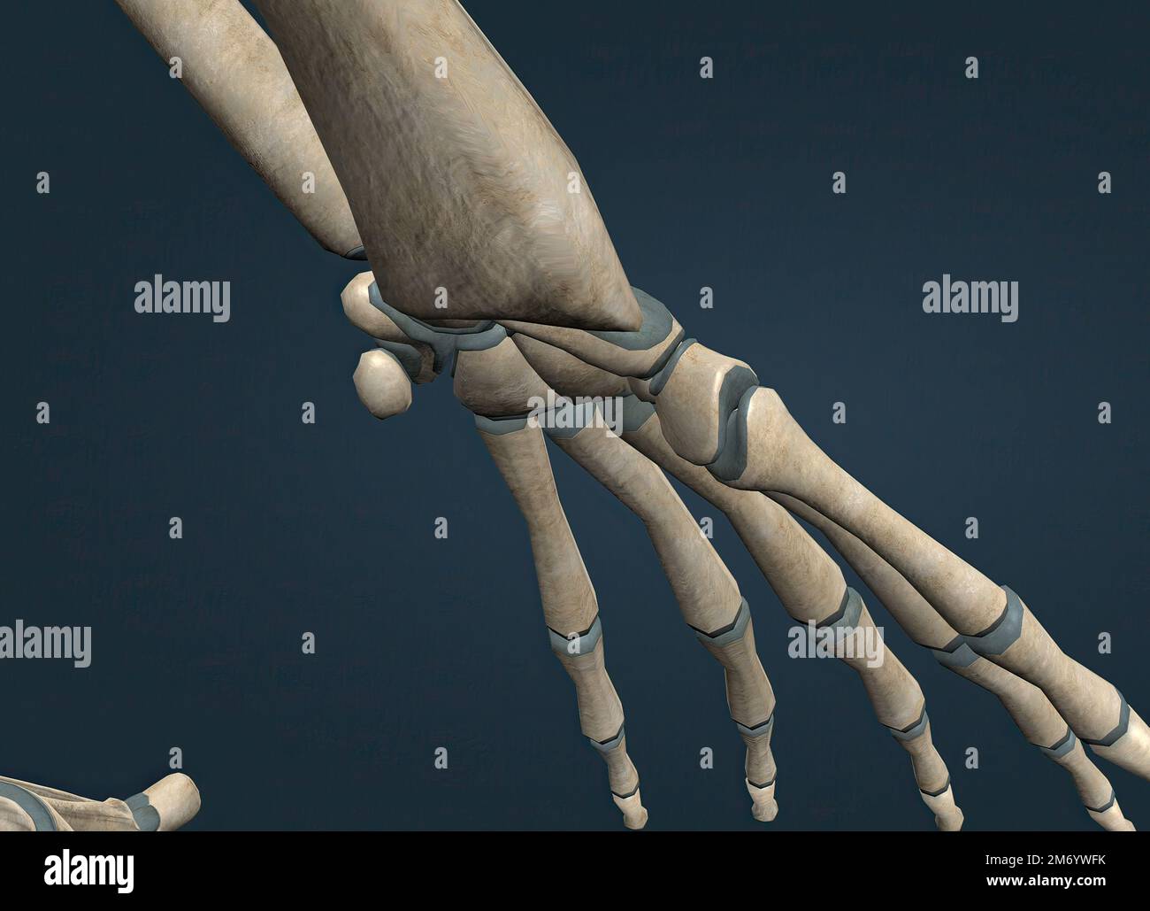 A saddle joint is a type of synovial joint in which the opposing