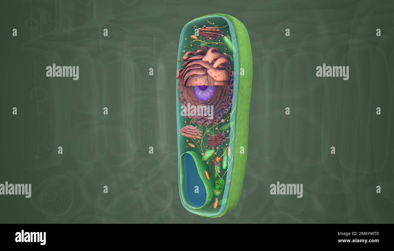A plant cell is a eukaryotic cell enclosed by a cell wall, containing a