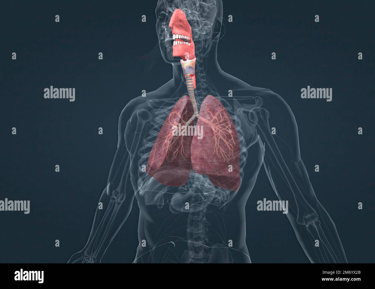 The respiratory system includes the nose, mouth, throat, voice box