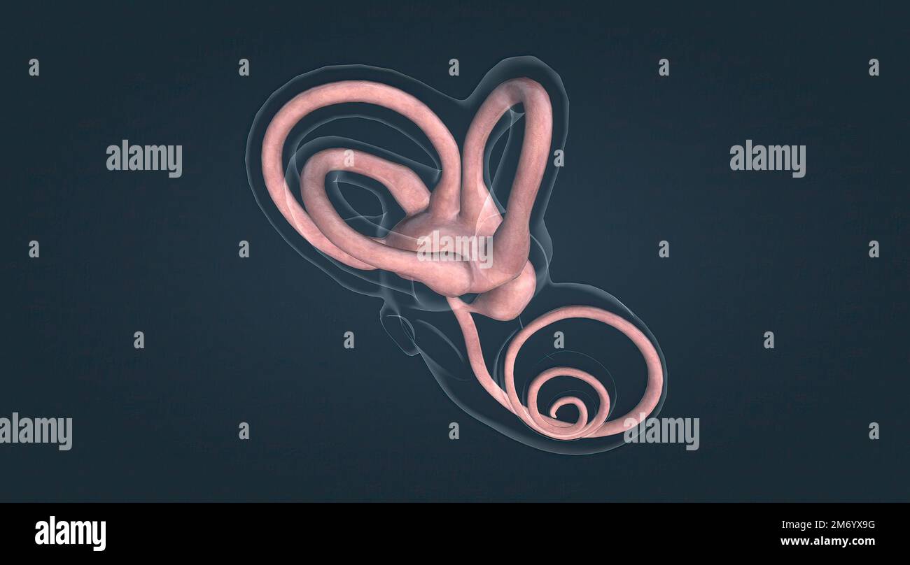 Hair in the ear canal hires stock photography and images Alamy