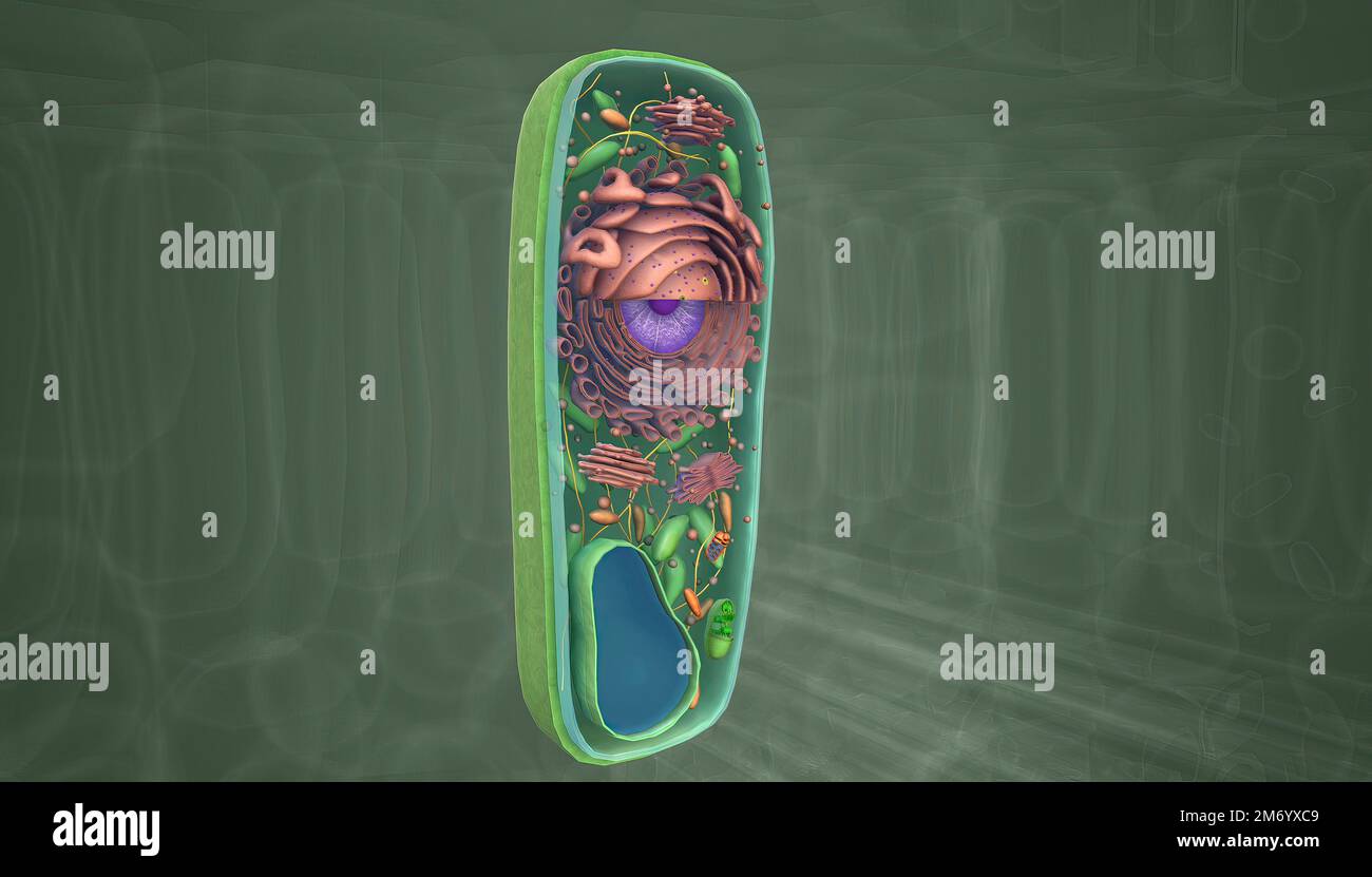 A plant cell is a eukaryotic cell enclosed by a cell wall, containing a membranebound nucleus