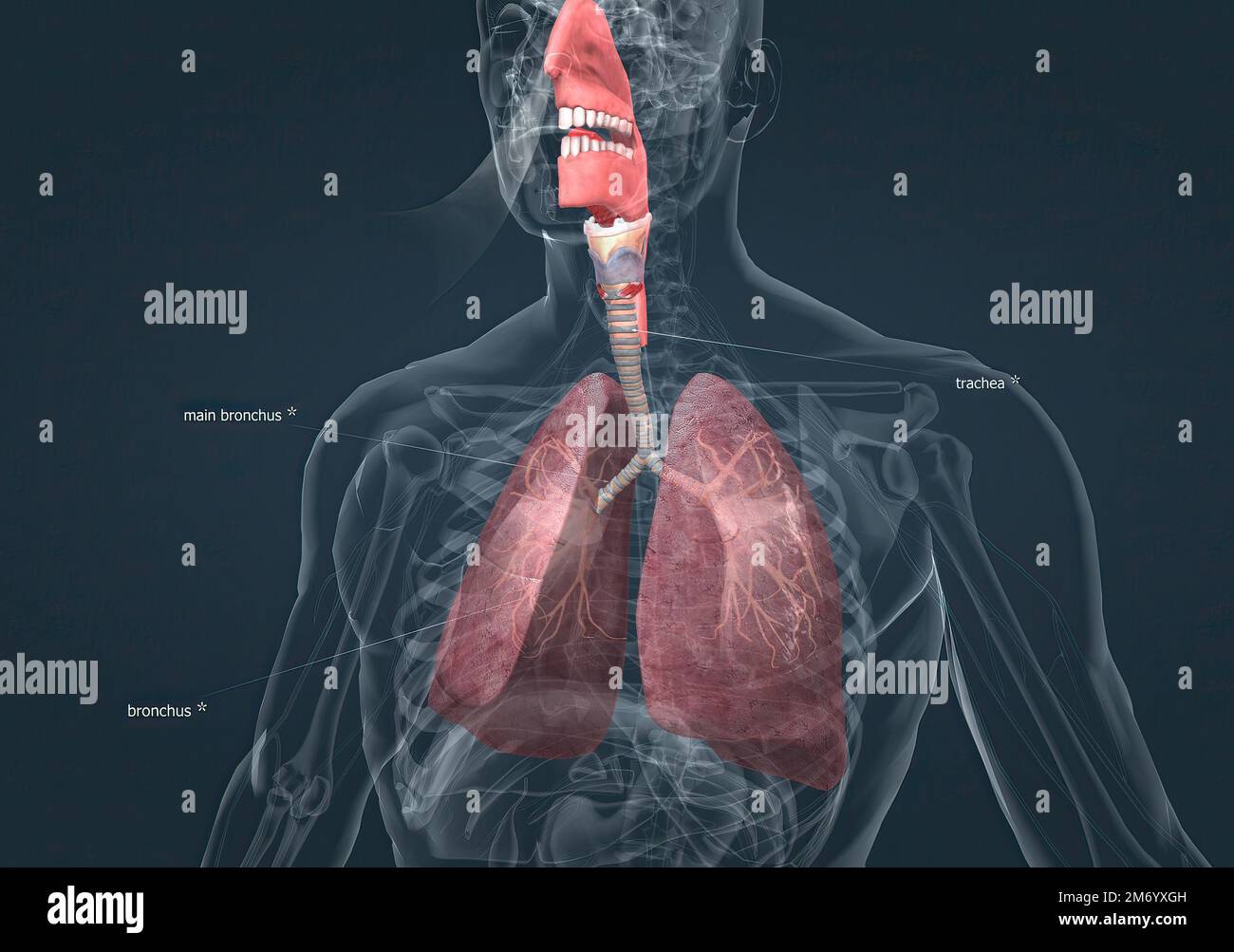 The respiratory system includes the nose, mouth, throat, voice box