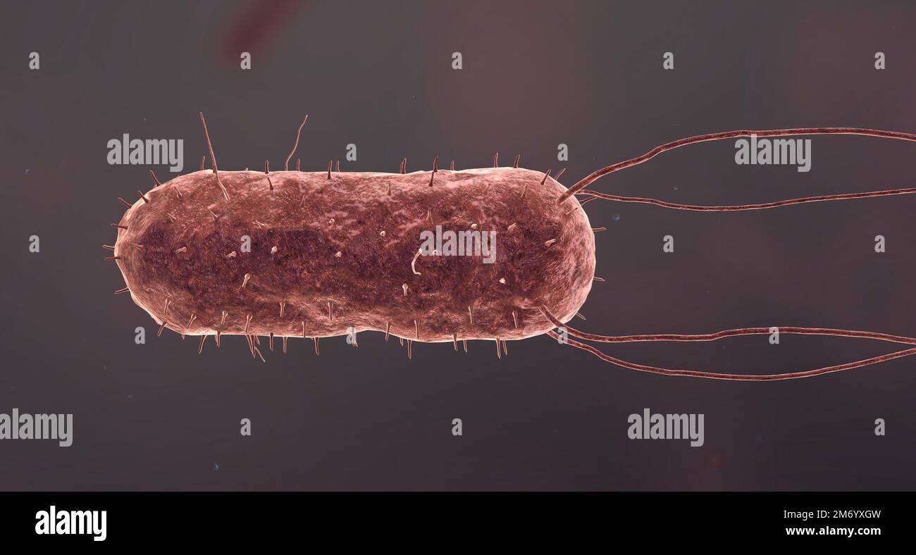 Single celled microscopic organisms hires stock photography and images