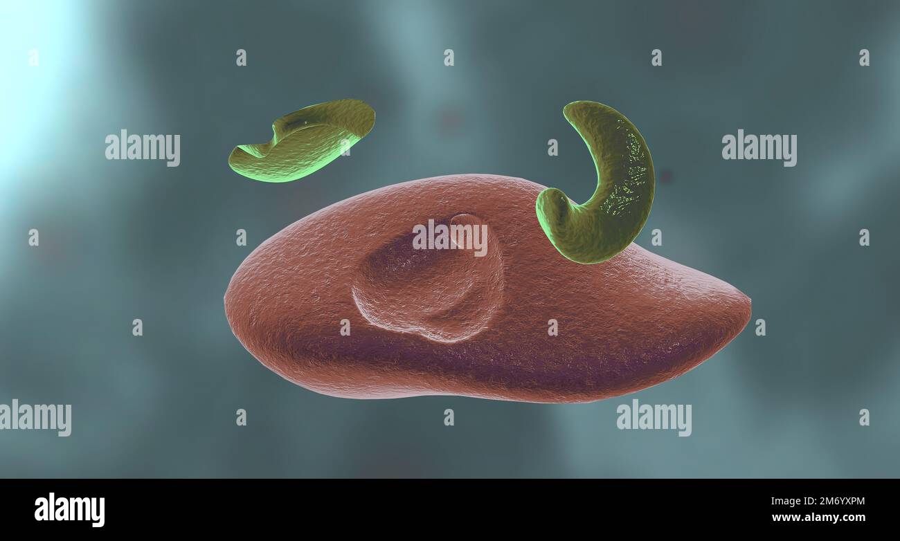 In enzyme reactions, the molecules involved in this process are called