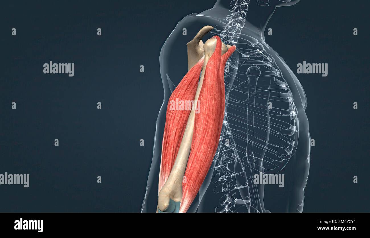 Muscle of the armflexion and extension 3d illustration Stock Photo Alamy