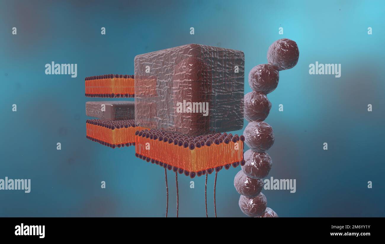 A cell wall is a structural layer surrounding some types of cells, just