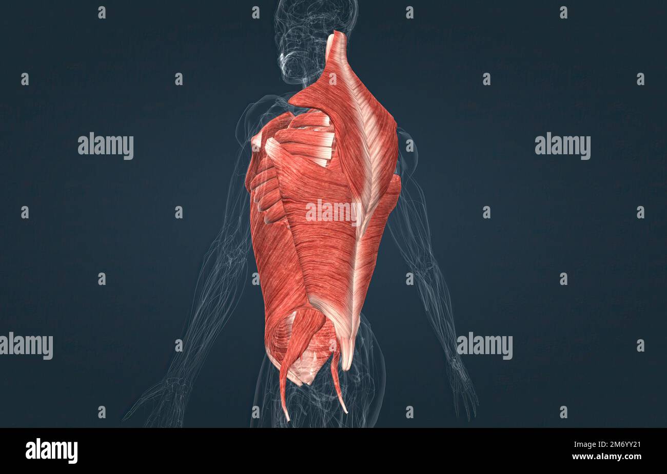 Trunk musculature hires stock photography and images Alamy