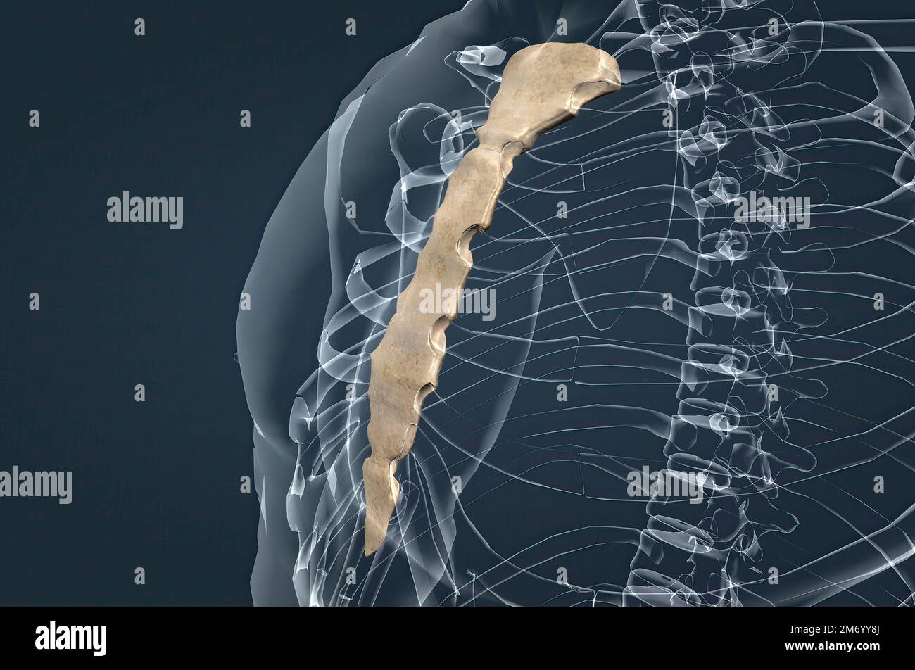 The sternum or breastbone is a long flat bone located in the central