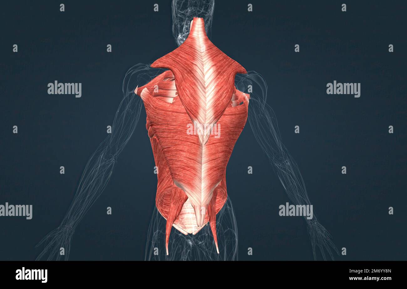 The muscles of the trunk include those that move the vertebral column