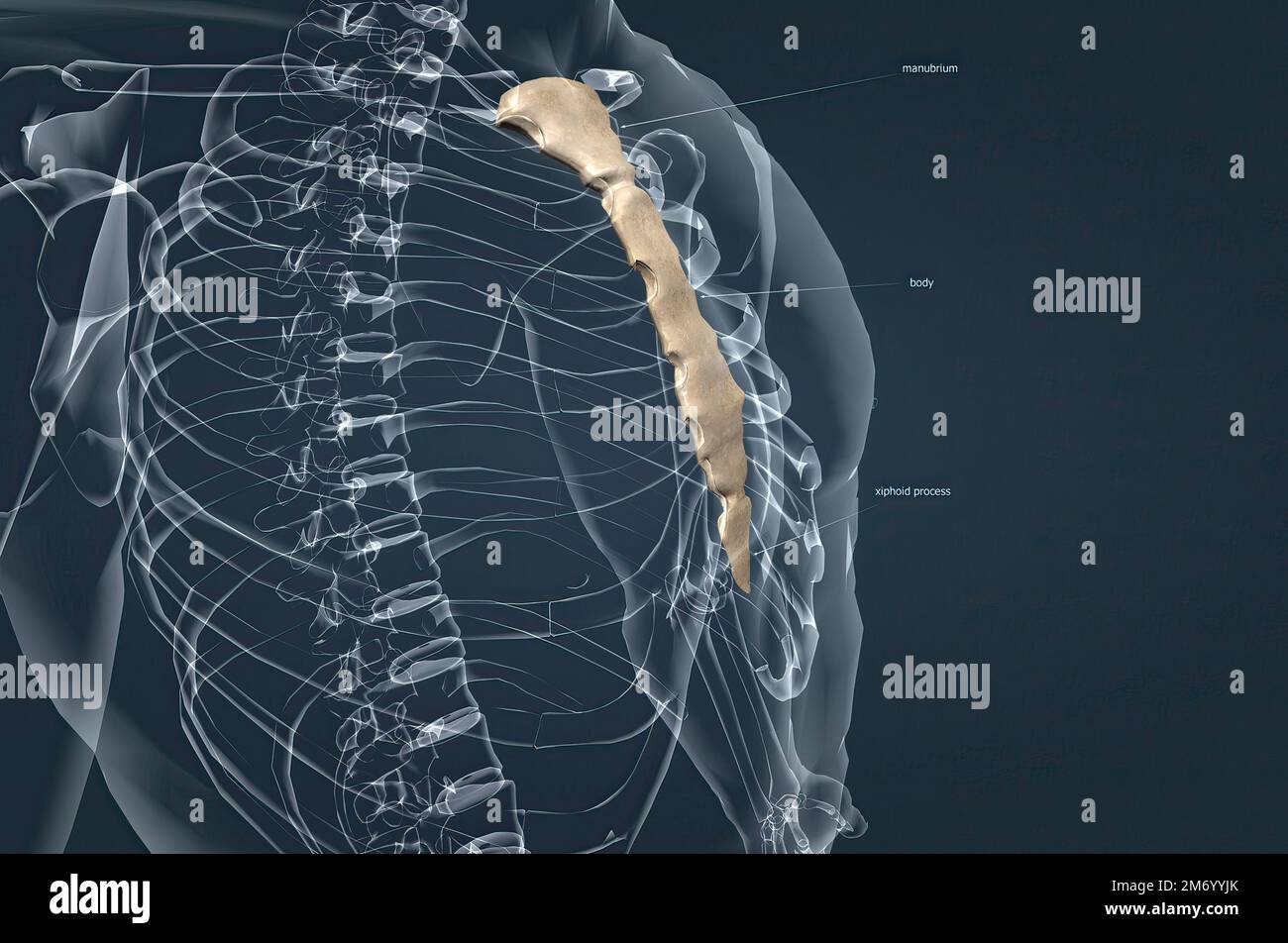 The sternum or breastbone is a long flat bone located in the central