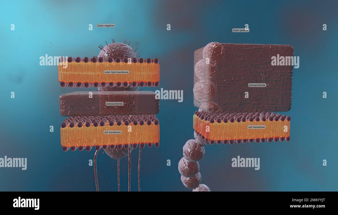 A cell wall is a structural layer surrounding some types of cells, just