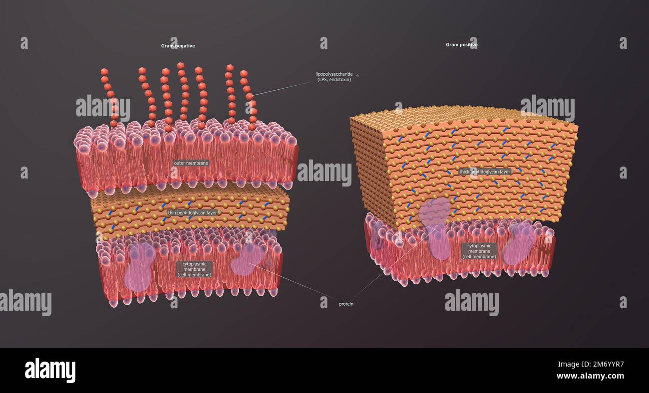 A cell wall is a structural layer surrounding some types of cells, just