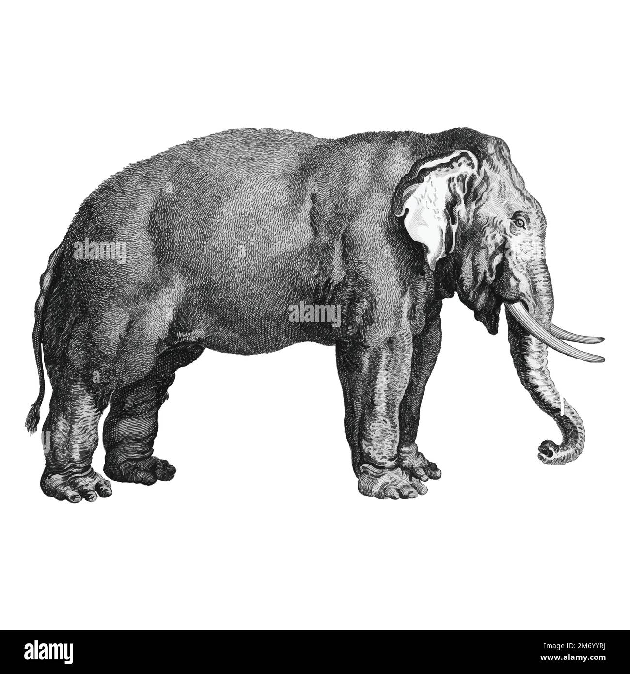 Vintage illustrations of Elephant Stock Vector Image & Art Alamy