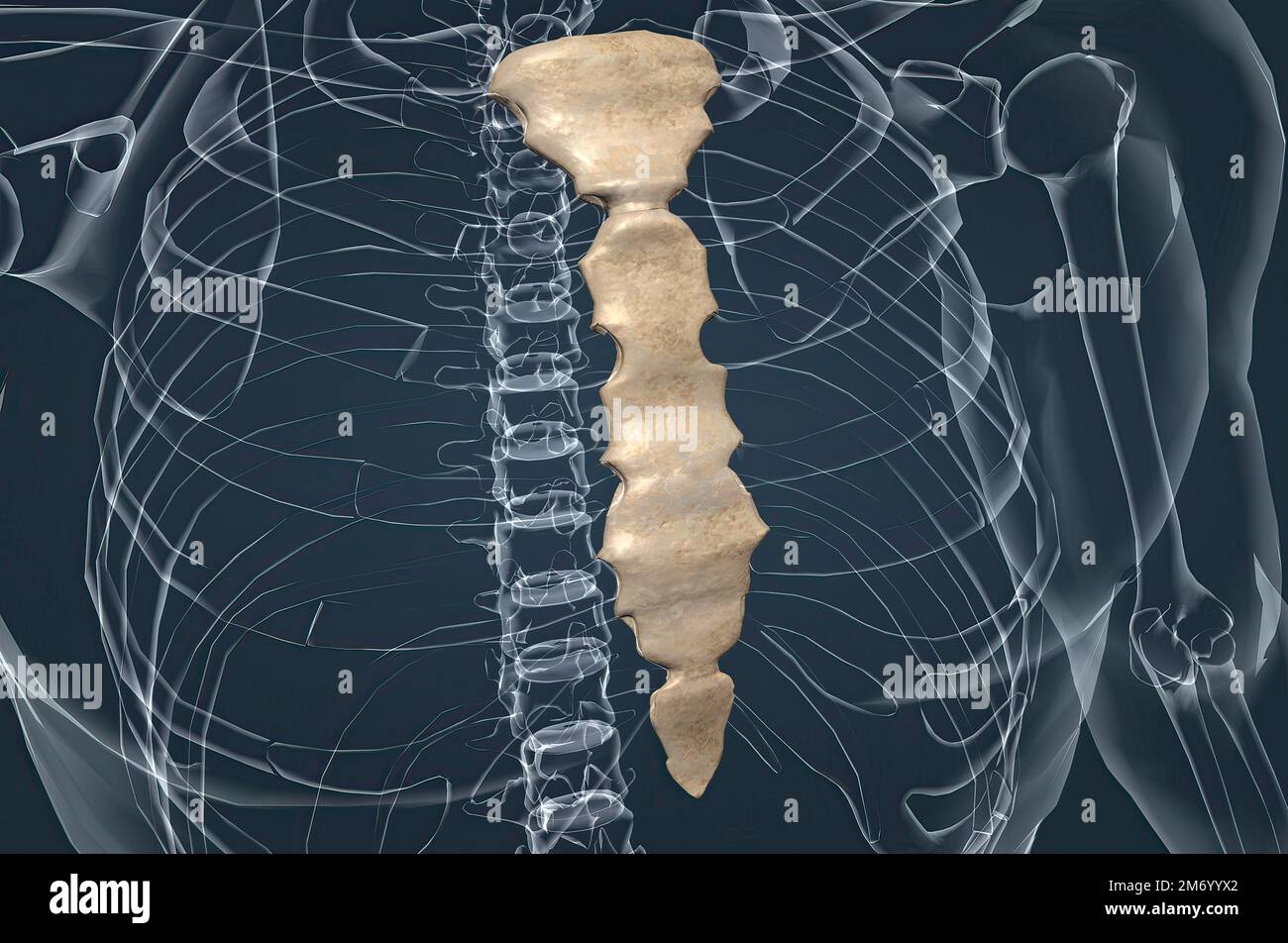 The sternum or breastbone is a long flat bone located in the central