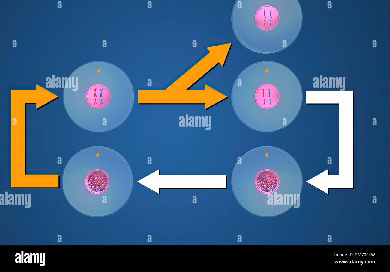 Chromatids meiosis hires stock photography and images Alamy