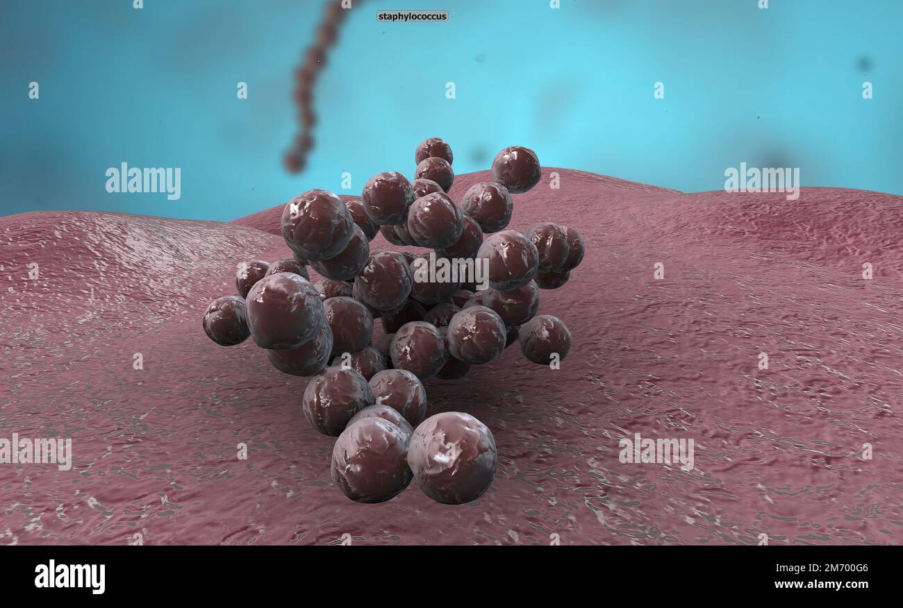 Spiral shaped bacterium hi-res stock photography and images - Alamy