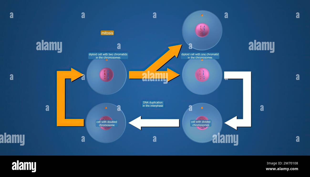 Chromatids meiosis hires stock photography and images Alamy
