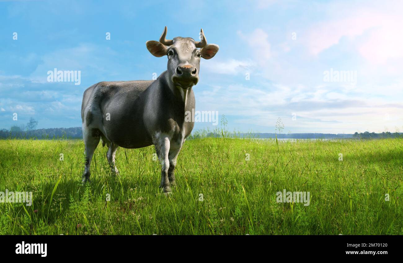 Black and white single cow grazing in a green grassy field on a ...