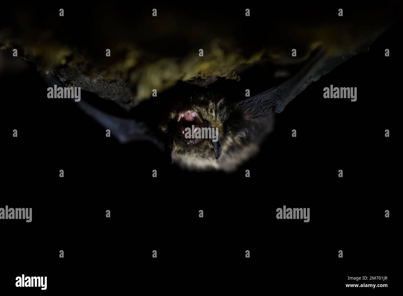 Northern bat (Eptesicus nilssonii) hibernating in a natural cave. Stock Photo