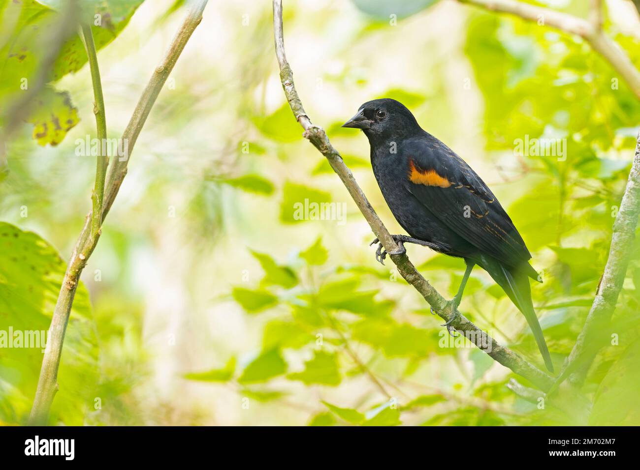 The red-winged blackbird (Agelaius phoeniceus) perched in a tree backlit by the sun. Stock Photo
