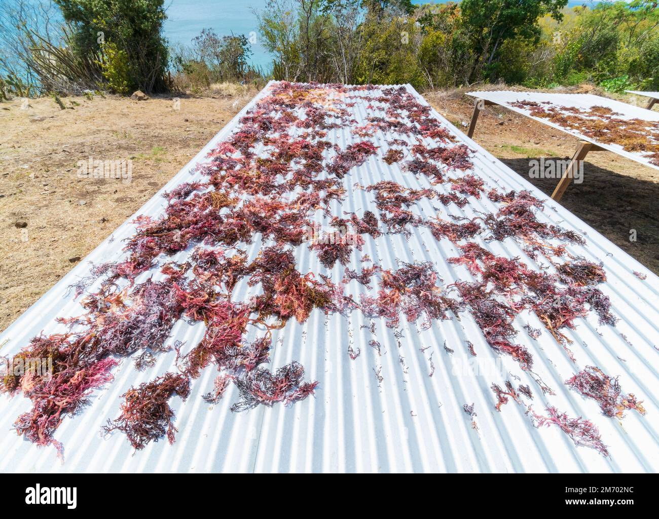 Mayreau, Grenadines, Caribbean island. Seaweed drying facility, turns