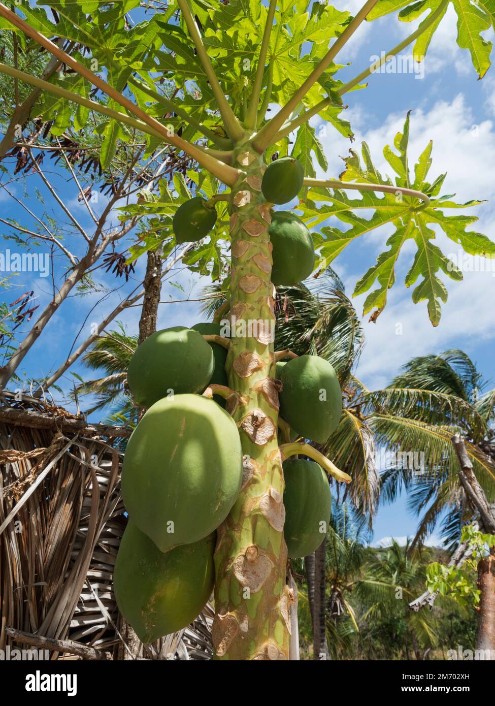 Mayreau, Grenadines, Caribbean island. Windward Bay. Ranch Escapade