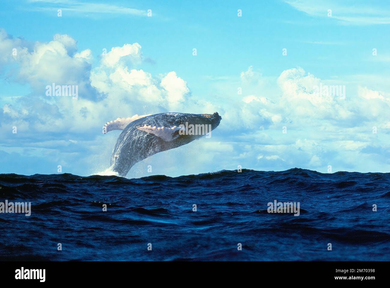 großer Buckelwal (Megaptera novaeangliae) springt aus Wasser lässt sich auf Rücken fallen, Karibik, Pazifik, Atlantik, Südsee Stock Photo