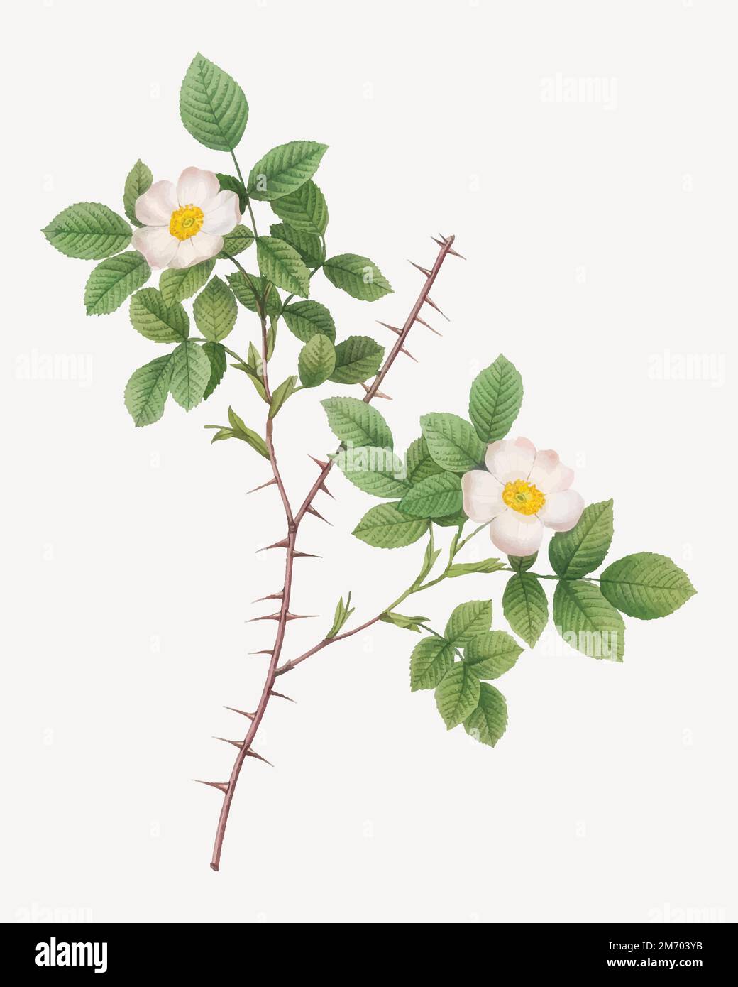 Spiny leaved rose of dematra vector Stock Vector Image Art Alamy Spiny leaved rose of dematra vector Stock Vector Image Art Alamy