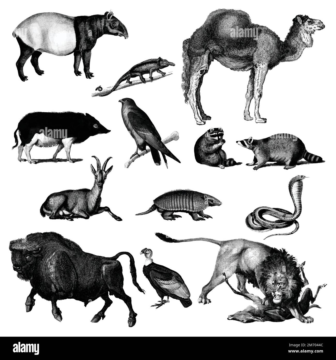 Animals public domain Stock Vector Images - Alamy