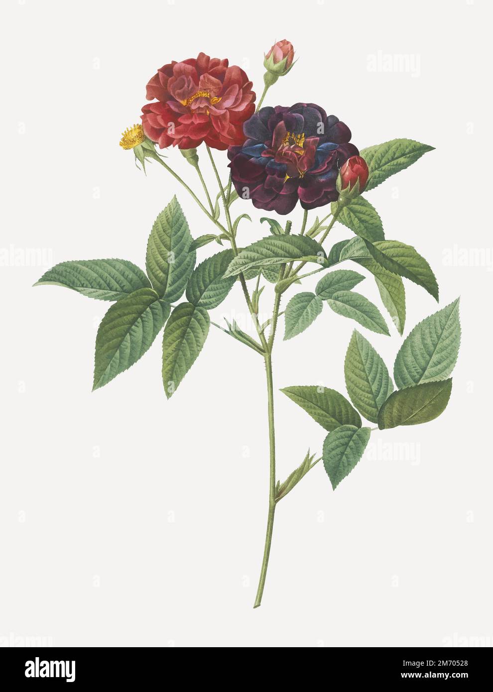 Rose of Van Eeden, Rosa gallica purpurea velutina, parva from Les Roses (1817–1824) by Pierre-Joseph Redouté. Original from the Library of Congress. D Stock Vector