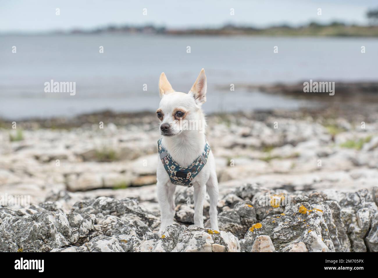 A white chihuahua standing on a beach with a harness Stock Photo