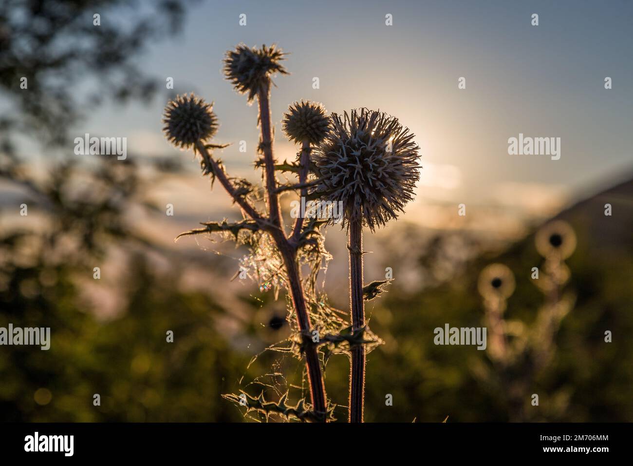 A spiked weed plant silhouette at sunset Stock Photo