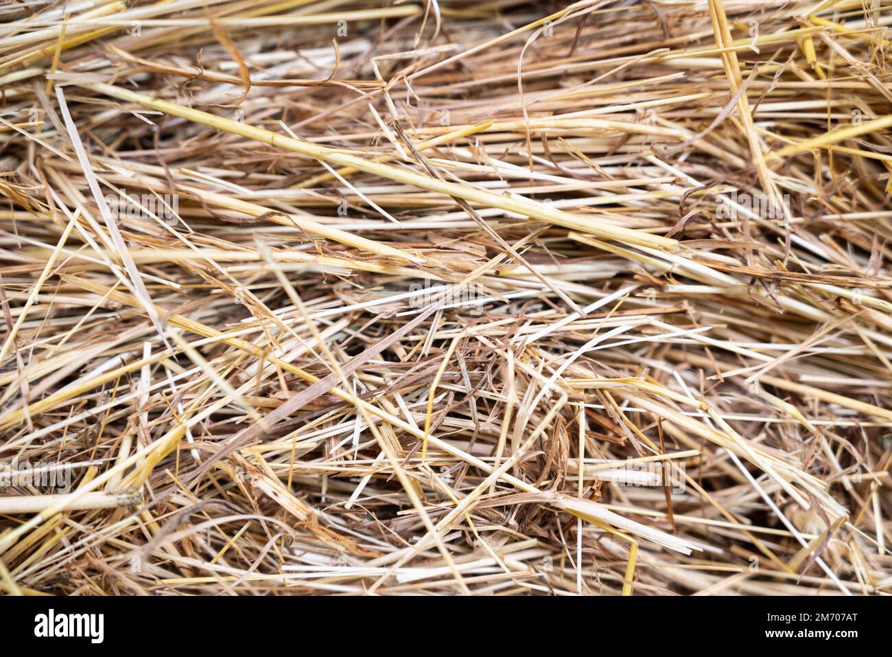 hay texture.animal hay, withered grass. Background of harvested dried hay for livestock feed.Texture golden yellow background. Straw background. Stock Photo