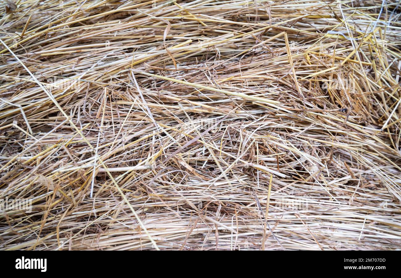 hay texture.animal hay, withered grass. Background of harvested dried