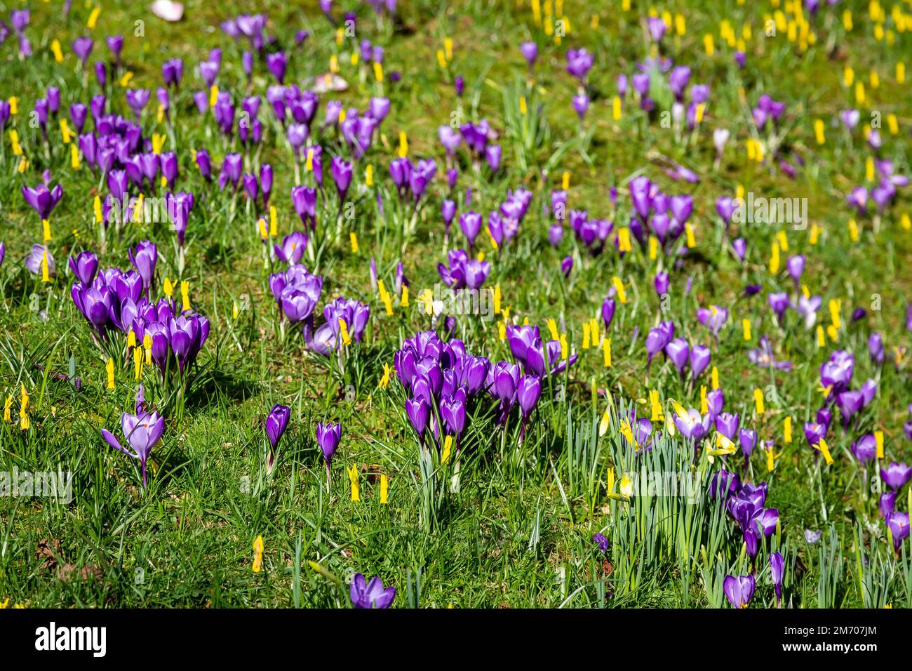 Meadow flowering crocuses crocus hi-res stock photography and images ...