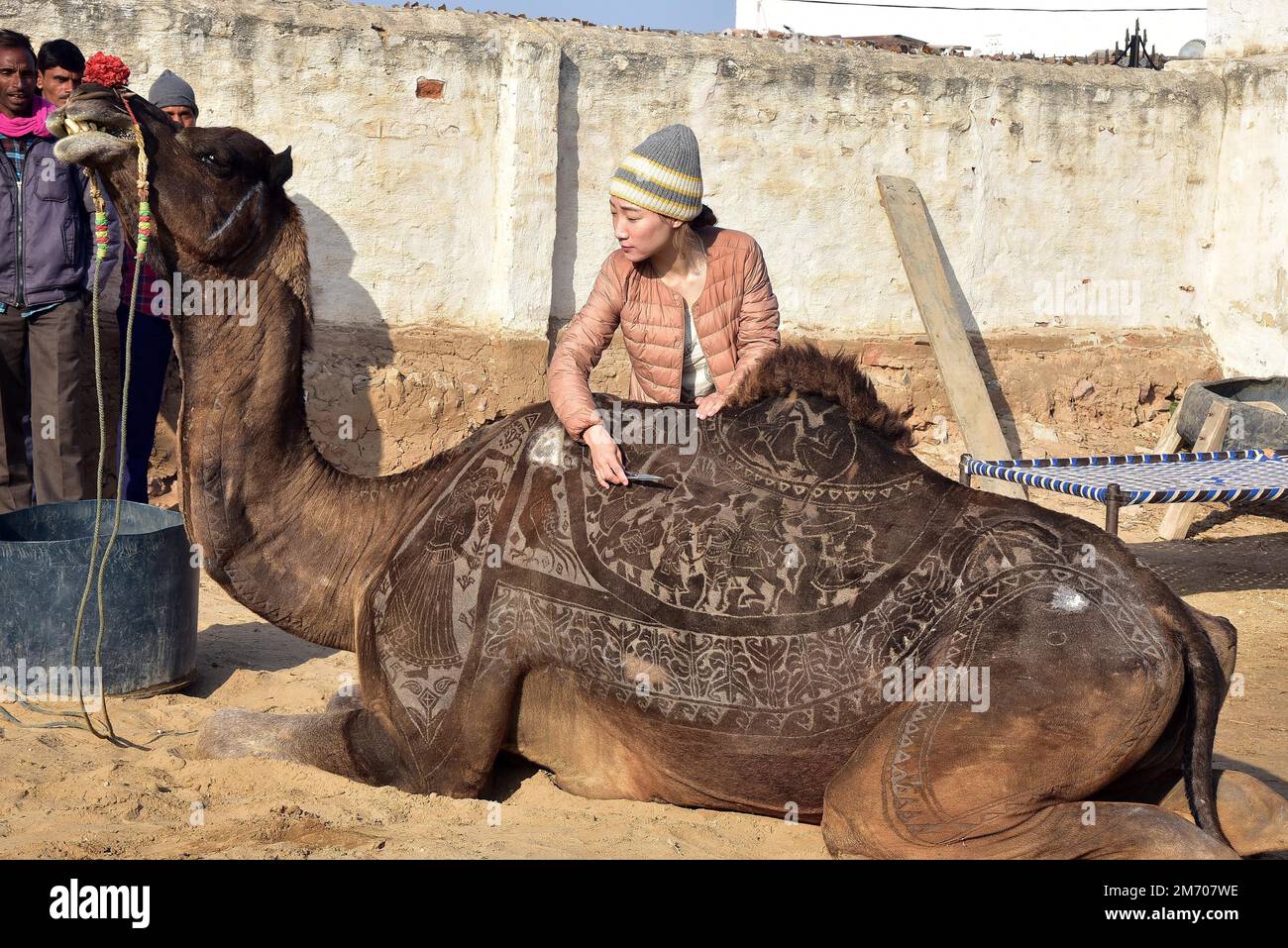 Bikaner, India. 05th Jan, 2023. (1/5/2023) Hairstylist turned artist Megumi Takeichi of Japan cuts patterns by trimming a camel's hair, ahead of the Bikaner Camel Festival 2023. (Photo by Dinesh Gupta/Pacific Press/Sipa USA) Credit: Sipa USA/Alamy Live News Stock Photo