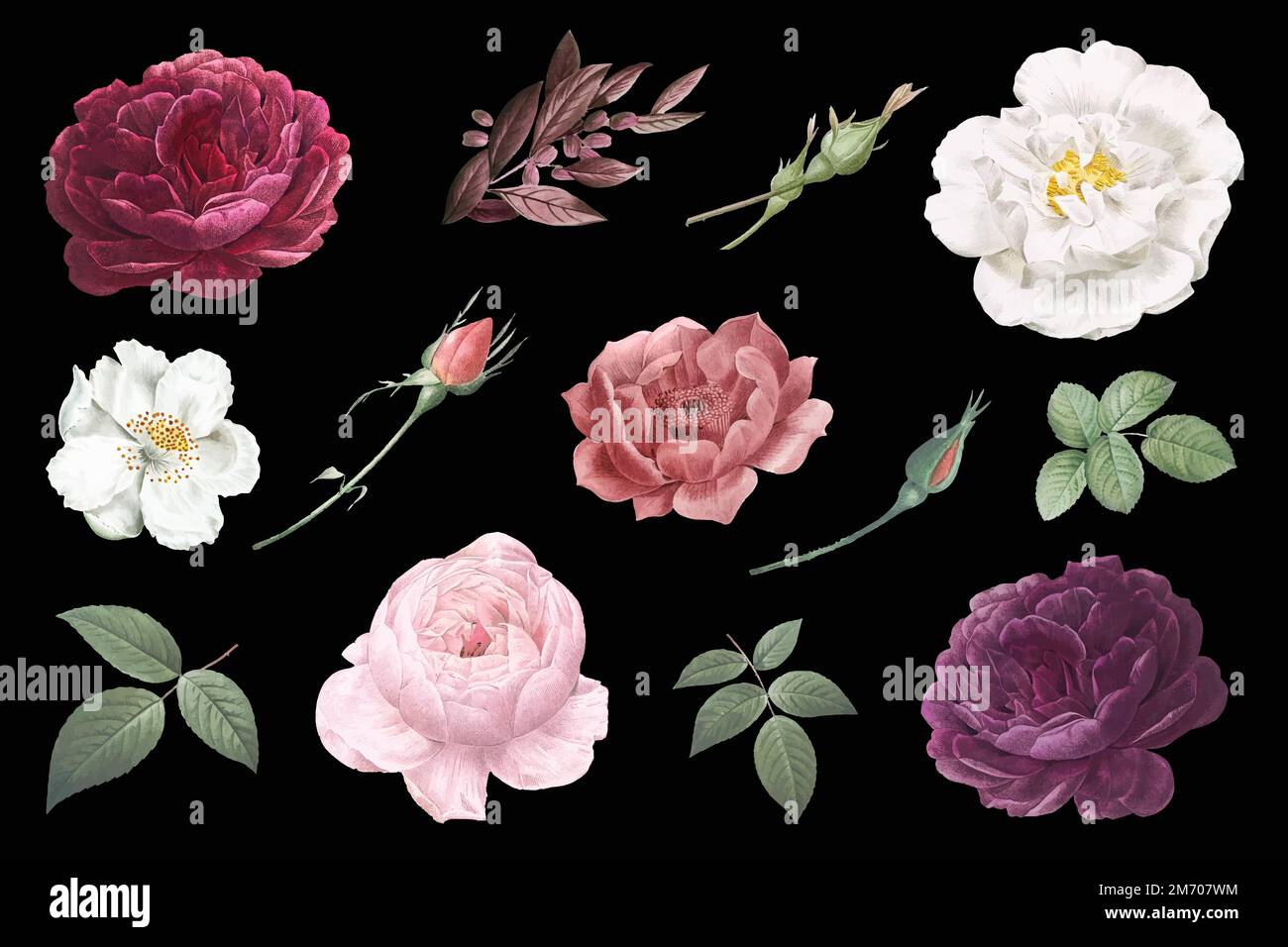 Beautiful hand drawn various roses collection vector Stock Vector