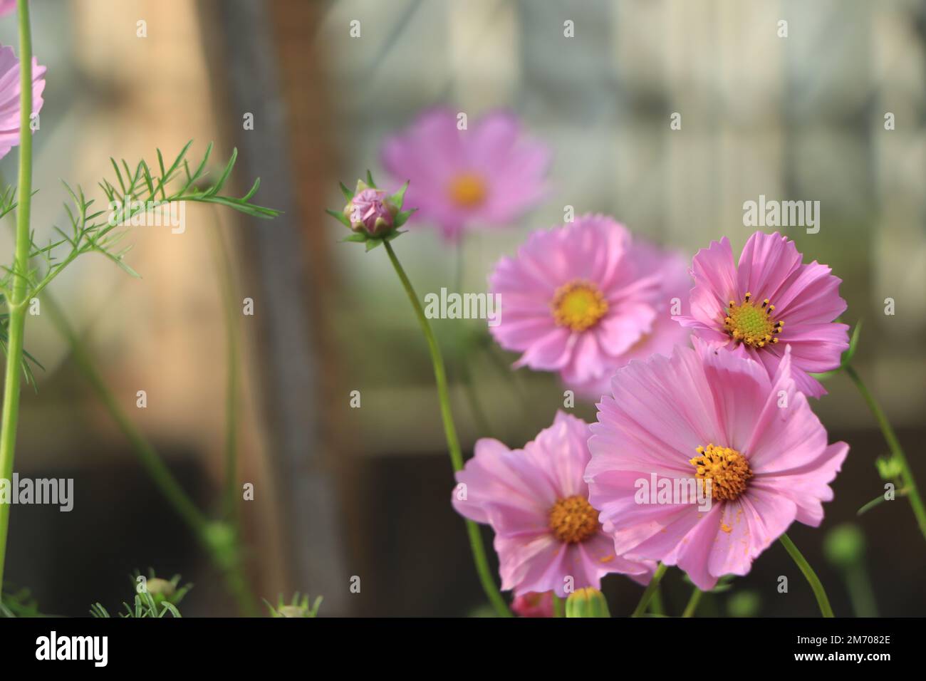 Field cosmos flower hi-res stock photography and images - Alamy