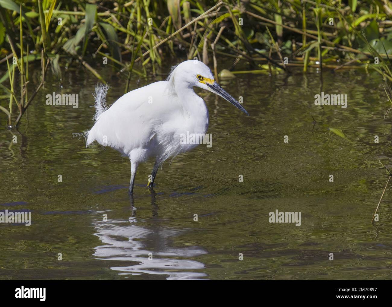 White Snowy Egret all white feathers plumage plumes and yellow face black beak wades in shallow water stream in Florida looking for fish Stock Photo