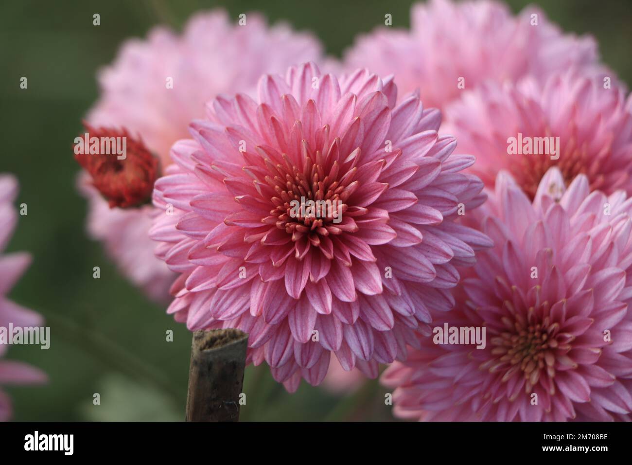 Closeup of pink chrysanthemum flower Stock Photo