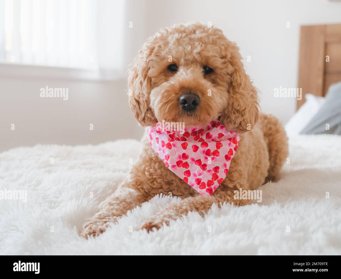 Cute Cockapoo dog with love hearts bandana lying on a furry white