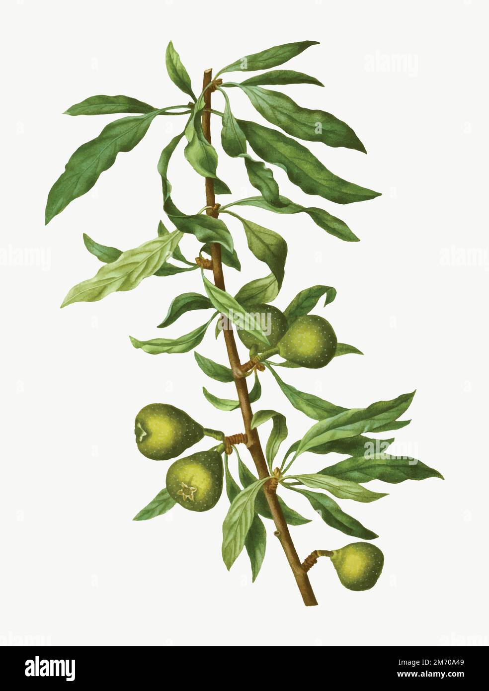 Vintage willowleaved pear tree vector Stock Vector Image & Art Alamy