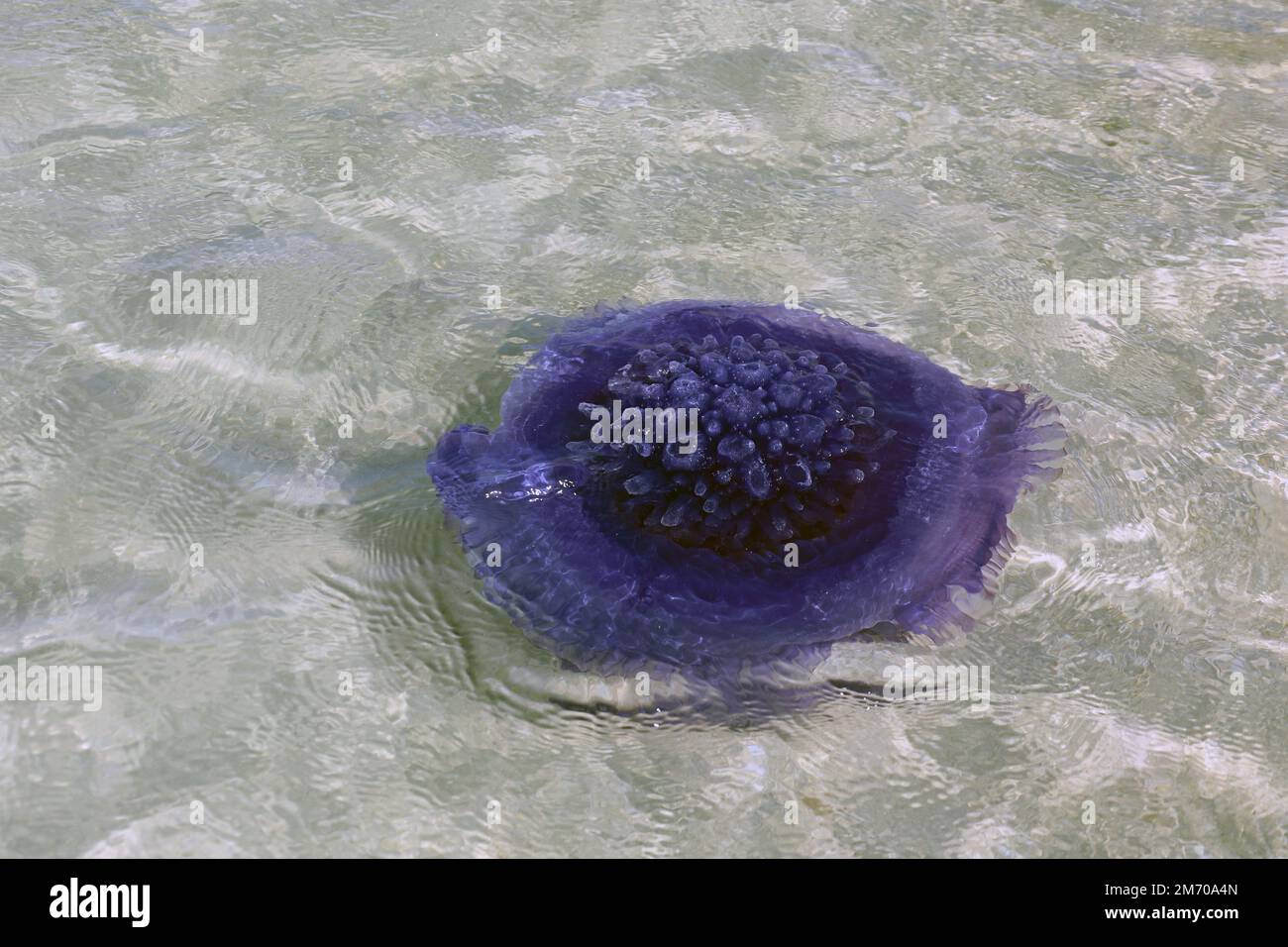 Crown Jellyfish swimming in the Red Sea waters of the Dahlak Archipelago Stock Photo