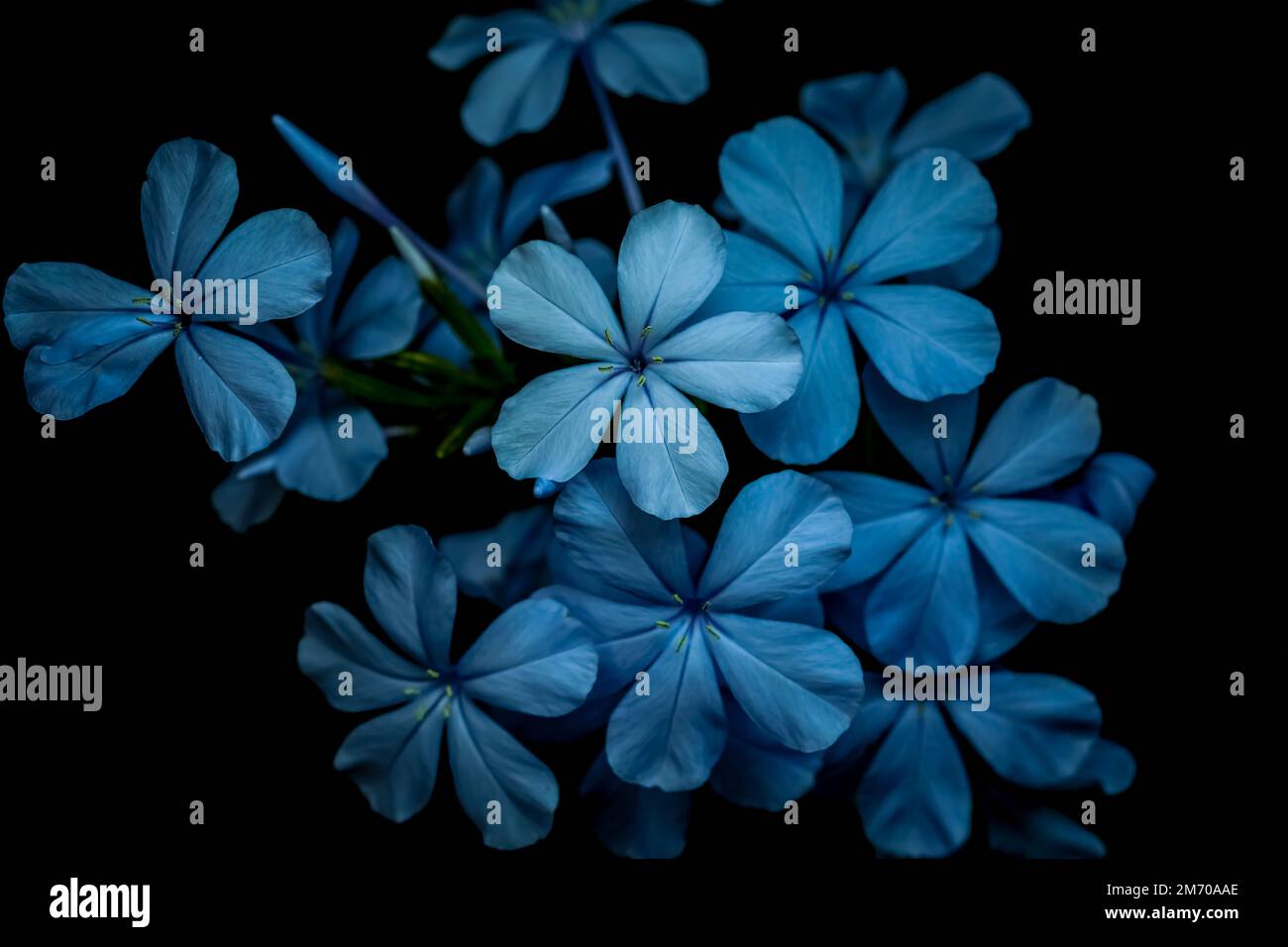 Blue flowers. Flower. Leadworts. Stock Photo