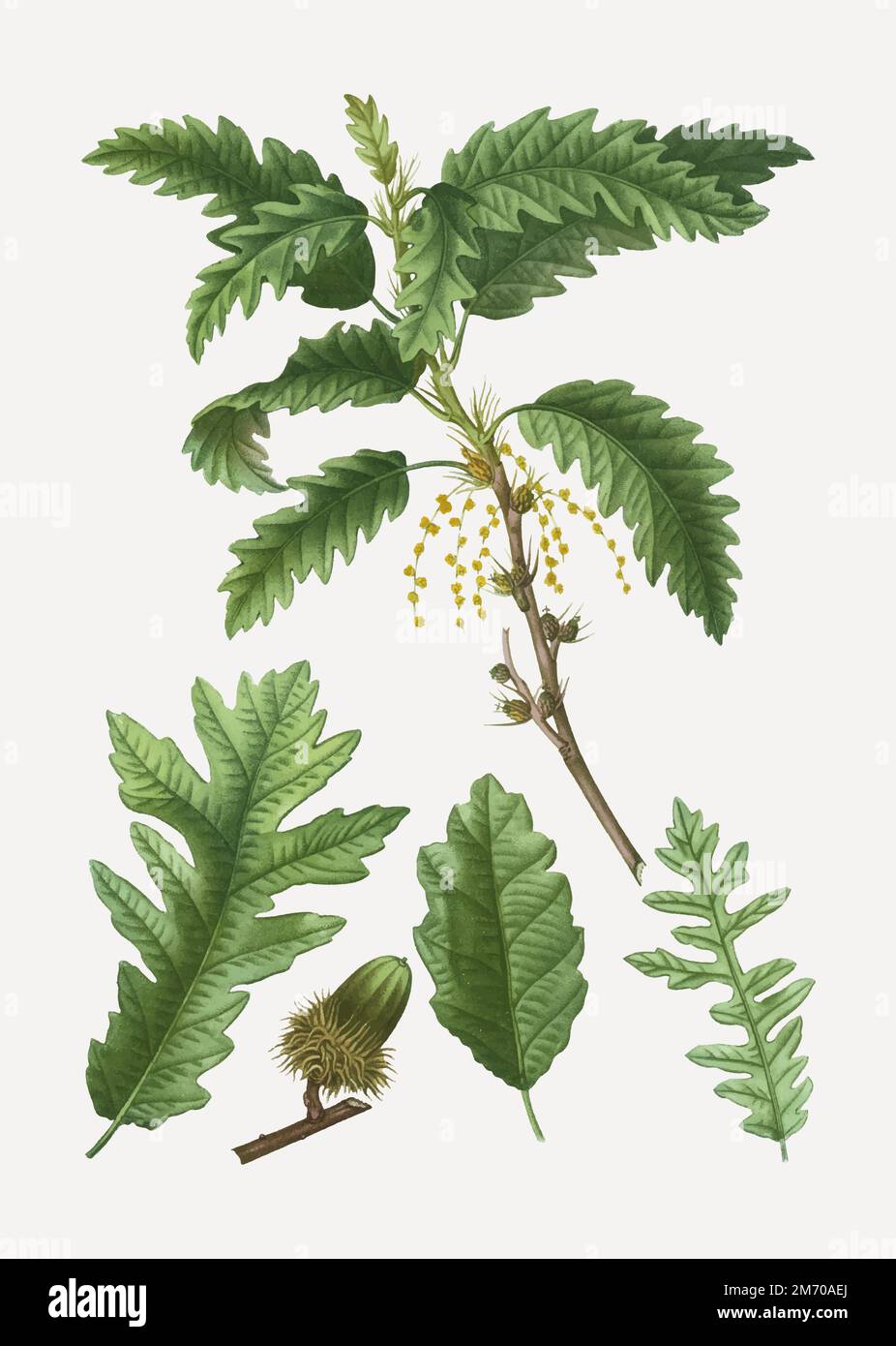 Arbres quercus Stock Vector Images - Alamy